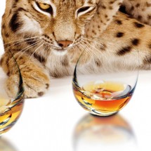 Creative glassware designs — 16