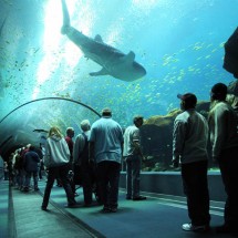 Largest aquarium in the world — 2