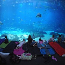 Largest aquarium in the world — 3