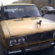 Codzienny Strzał Fotek — 45