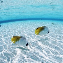 Enjoy the beautiful Maldives — 11