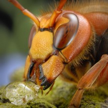 Macro world — 11