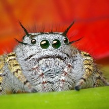 Macro world — 14