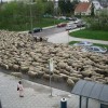 Codzienny Strzał Fotek — 35